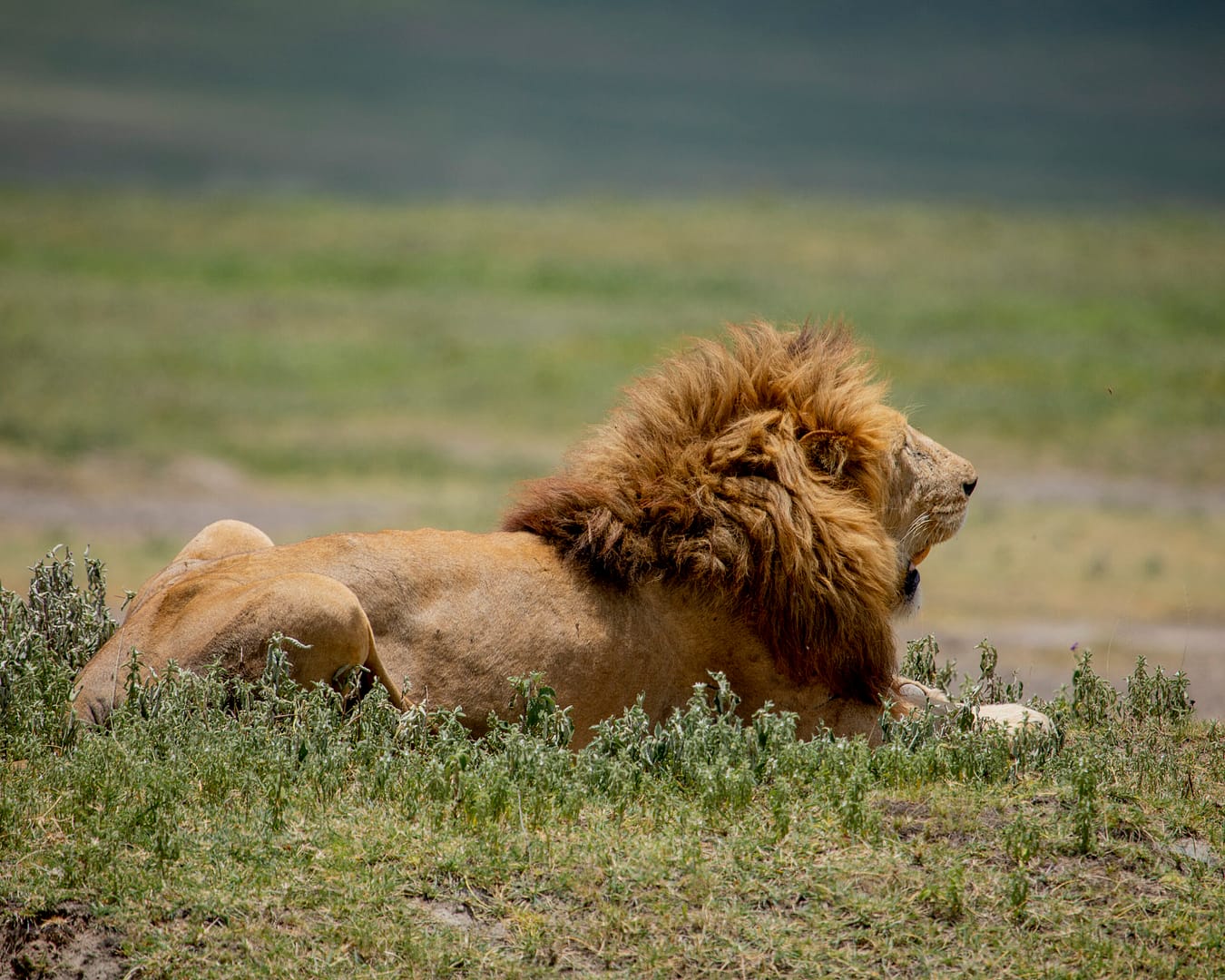 7-Day Big Five Safari – Serengeti, Ngorongoro & Others