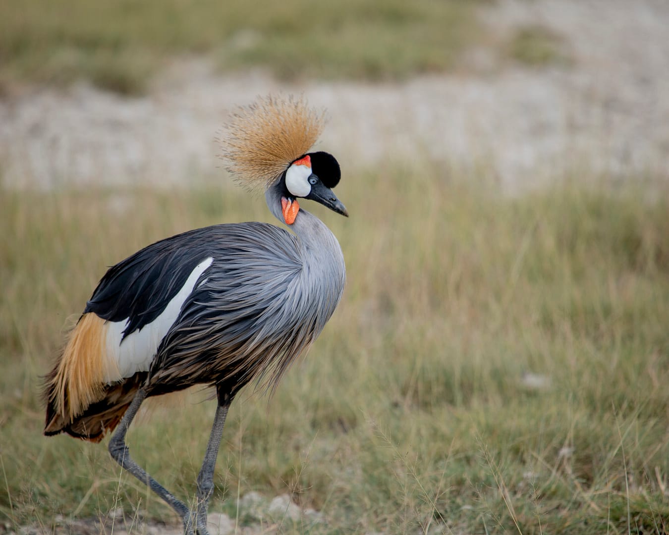 Grey Crown Crane at Ngorongoro SAFARI WITH ME