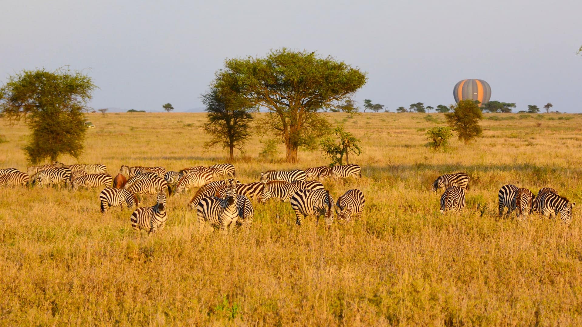 Explore Tanzania’s Northern Circuit with SAFARI WITH ME