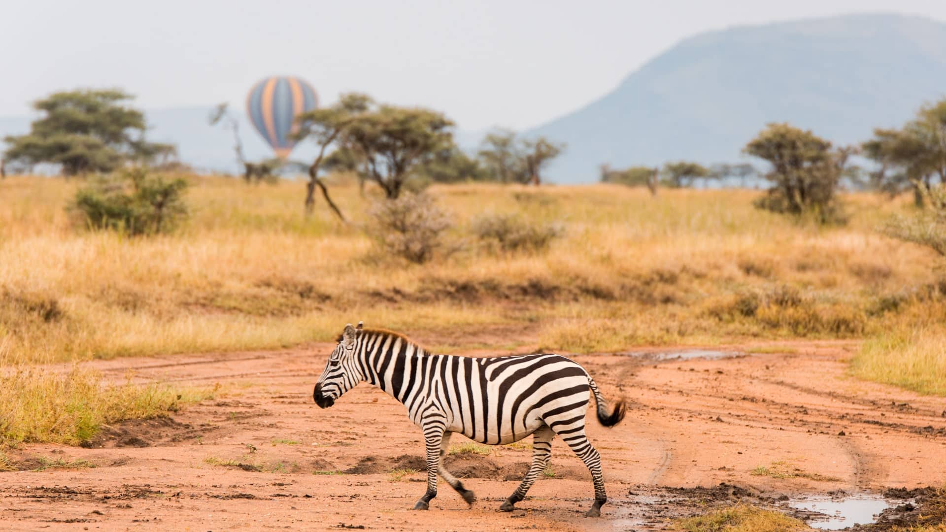 Zebra on safari SAFARI WITH ME